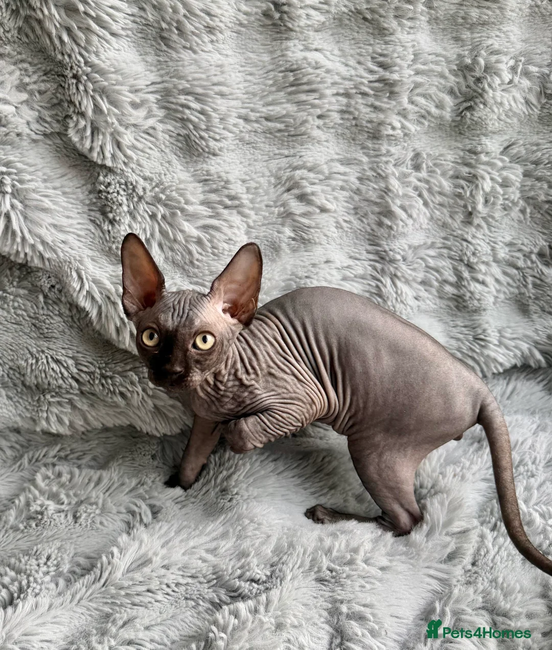 Sphynx cats for sale: Beautiful Sphynx Kittens - Advert 2