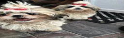 Shihpoo dogs for sale: Shihpoo puppies - Advert 2
