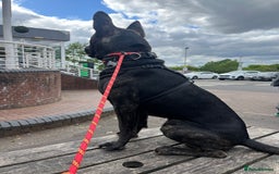 Mixed Breed dogs for sale: Bear - Staffy X German Shepherd - Image 23