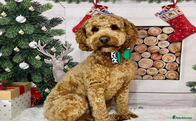 Cockapoo dogs - Advert 7