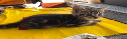 Mixed Breed cats for sale: 3 beautiful playful kittens  - Advert 9
