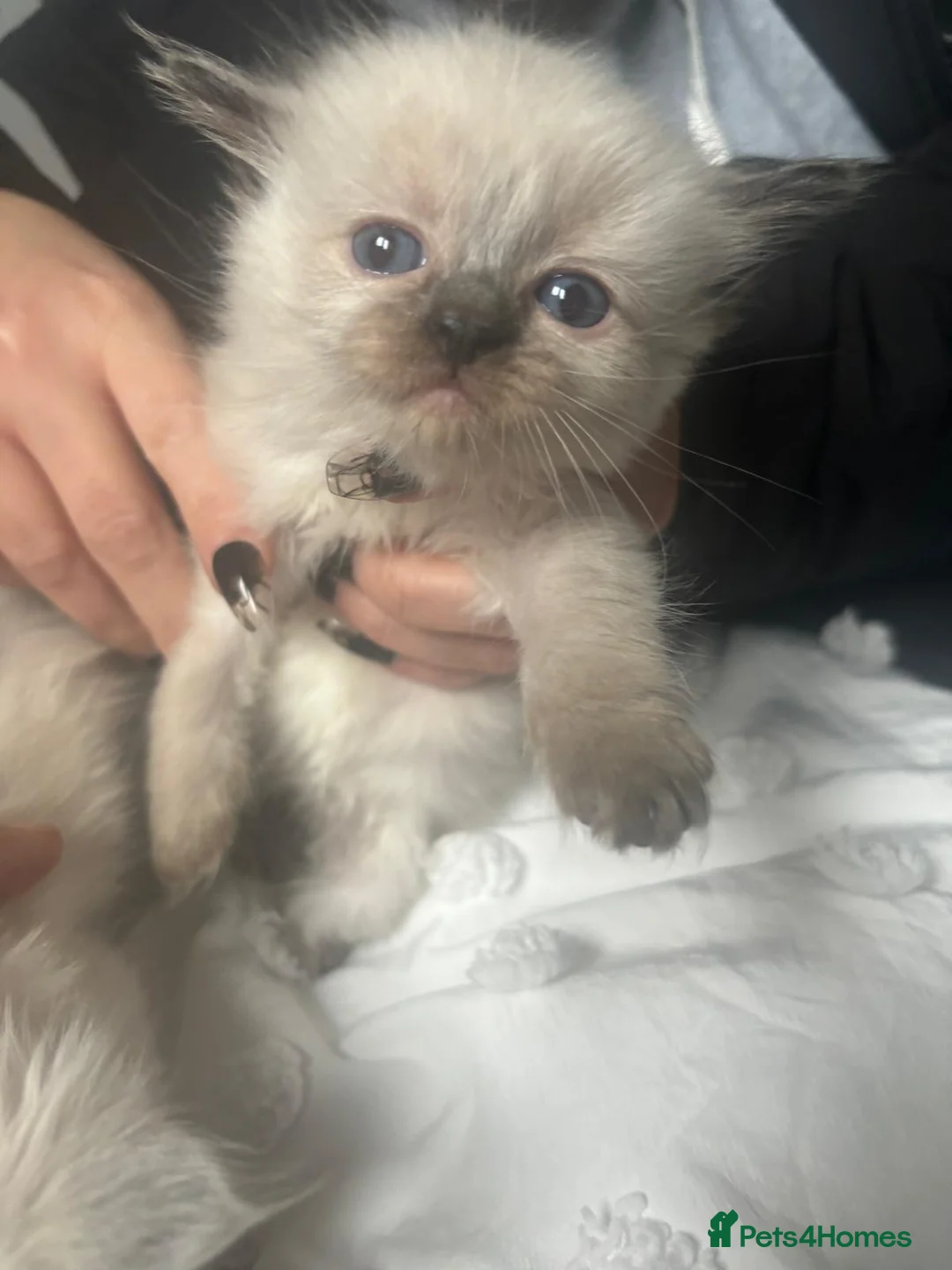 Ragdoll cats for sale: Beautiful Ragdoll kittens  - Advert 3