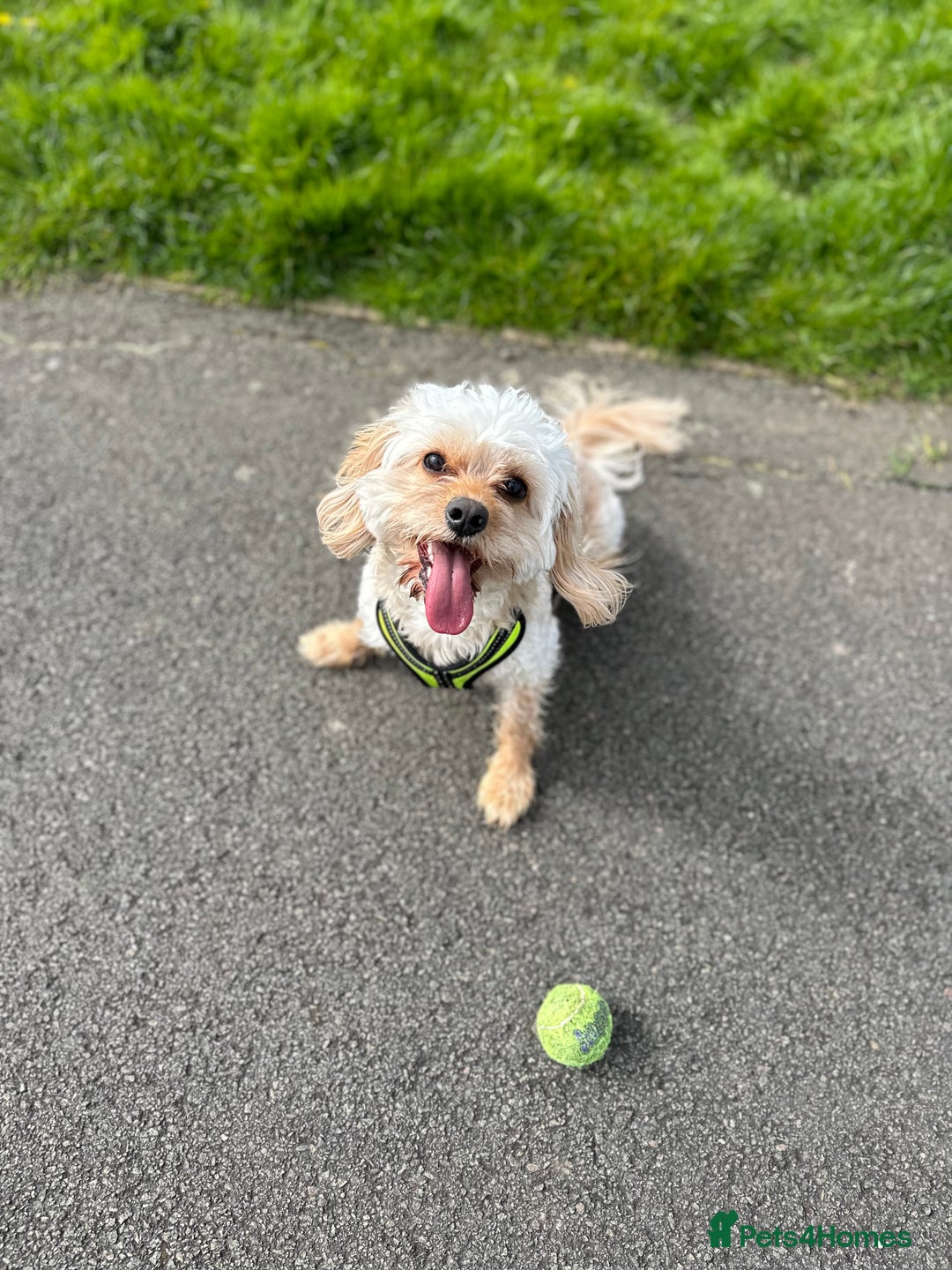 Cockapoo dogs for sale: Milo - Cavapoo - Advert 7