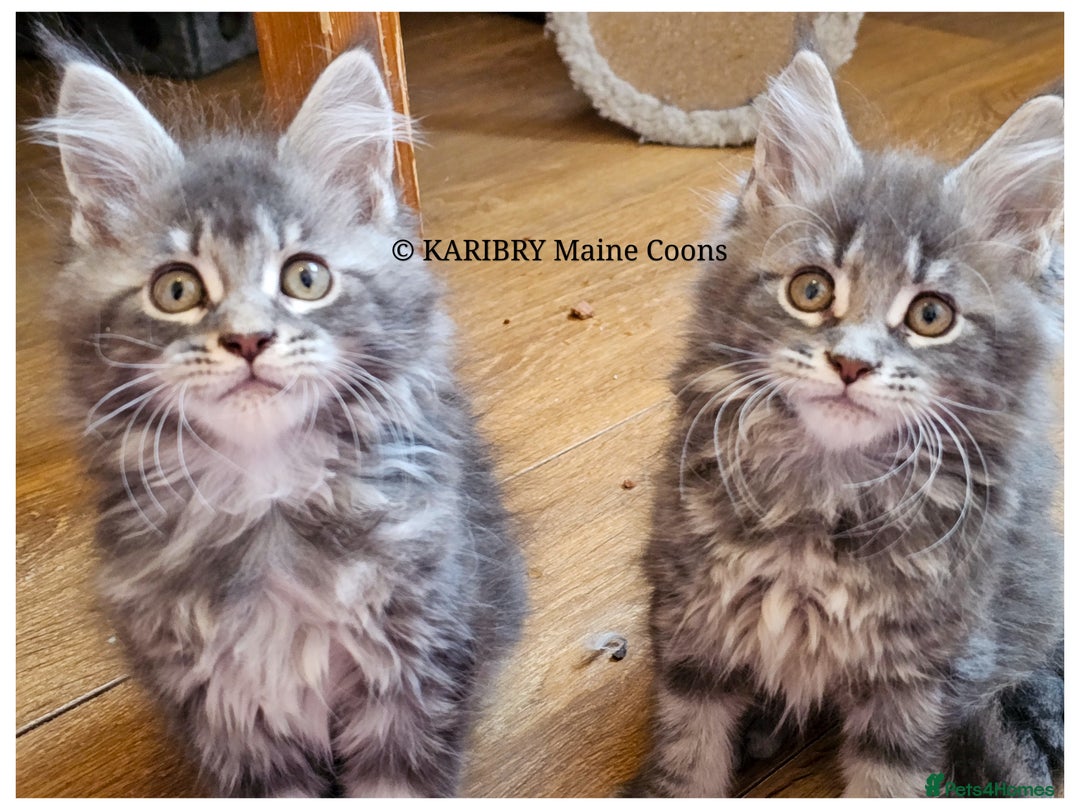 Maine Coon cats for sale: Quality Maine Coon kittens TICA registered  - Advert 1