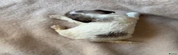 Sproodle dogs for sale: F1 Sproodle Puppies  - Advert 21