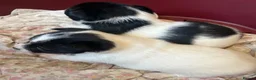 Jack Russell dogs for sale: 2 boy jack Russel  - Advert 10