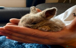 Mini Lop rabbits for sale: Pure Bred Mini Lop babies - Advert 11