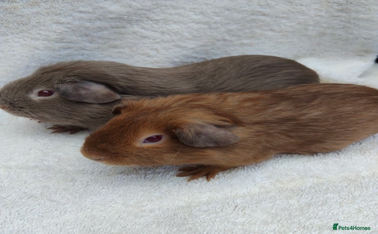 Guinea Pig rodents - Advert 1