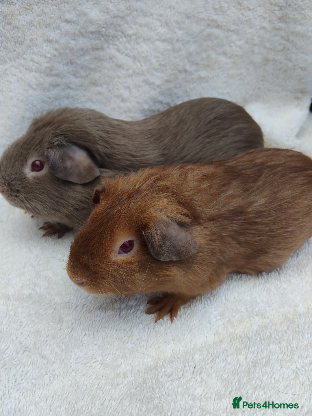 Guinea Pig rodents for sale: Guinea pig pairs for sale  - Image 1