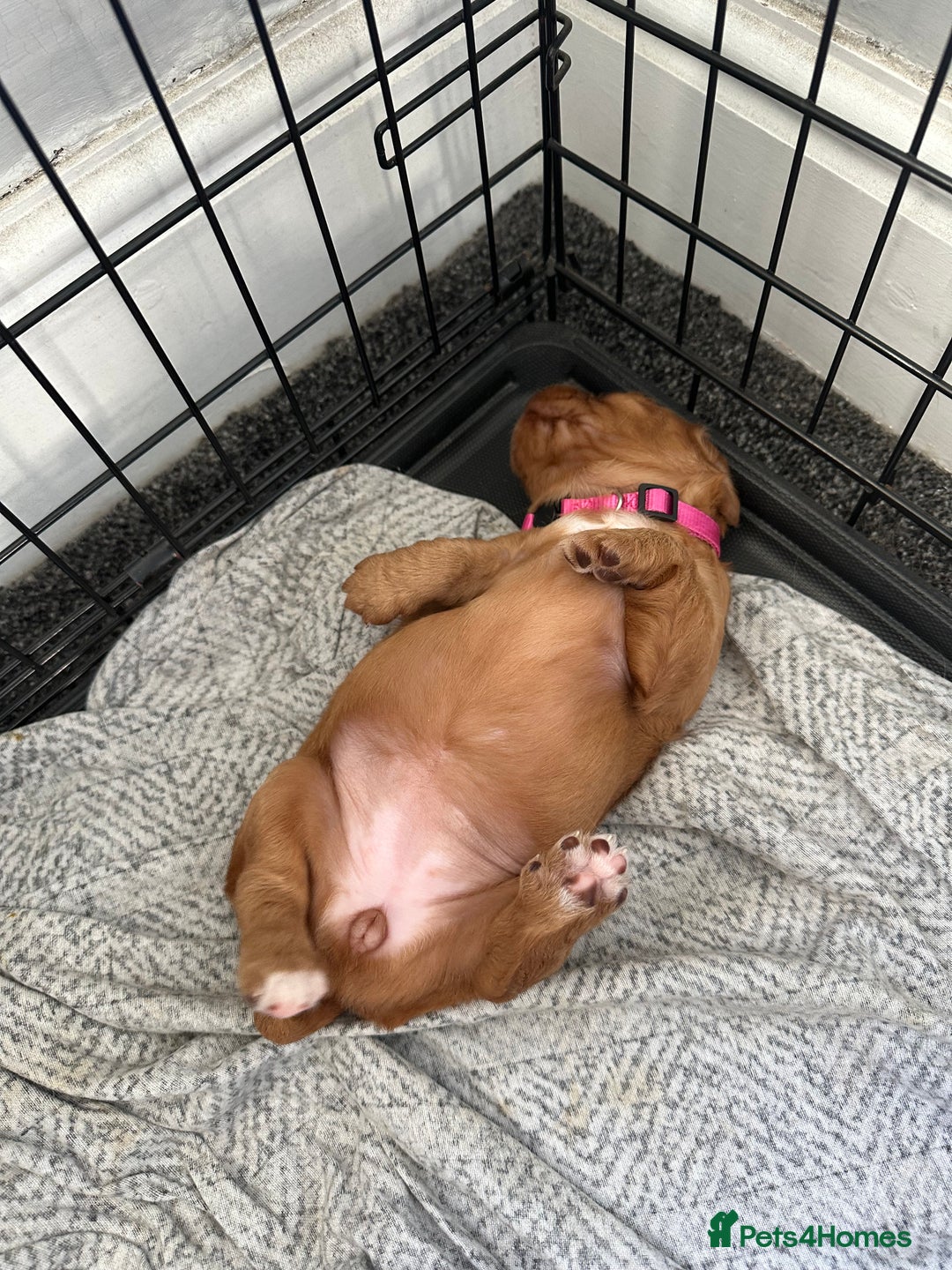 Cocker Spaniel dogs for sale: Cocker spaniel puppy for sale - Image 2