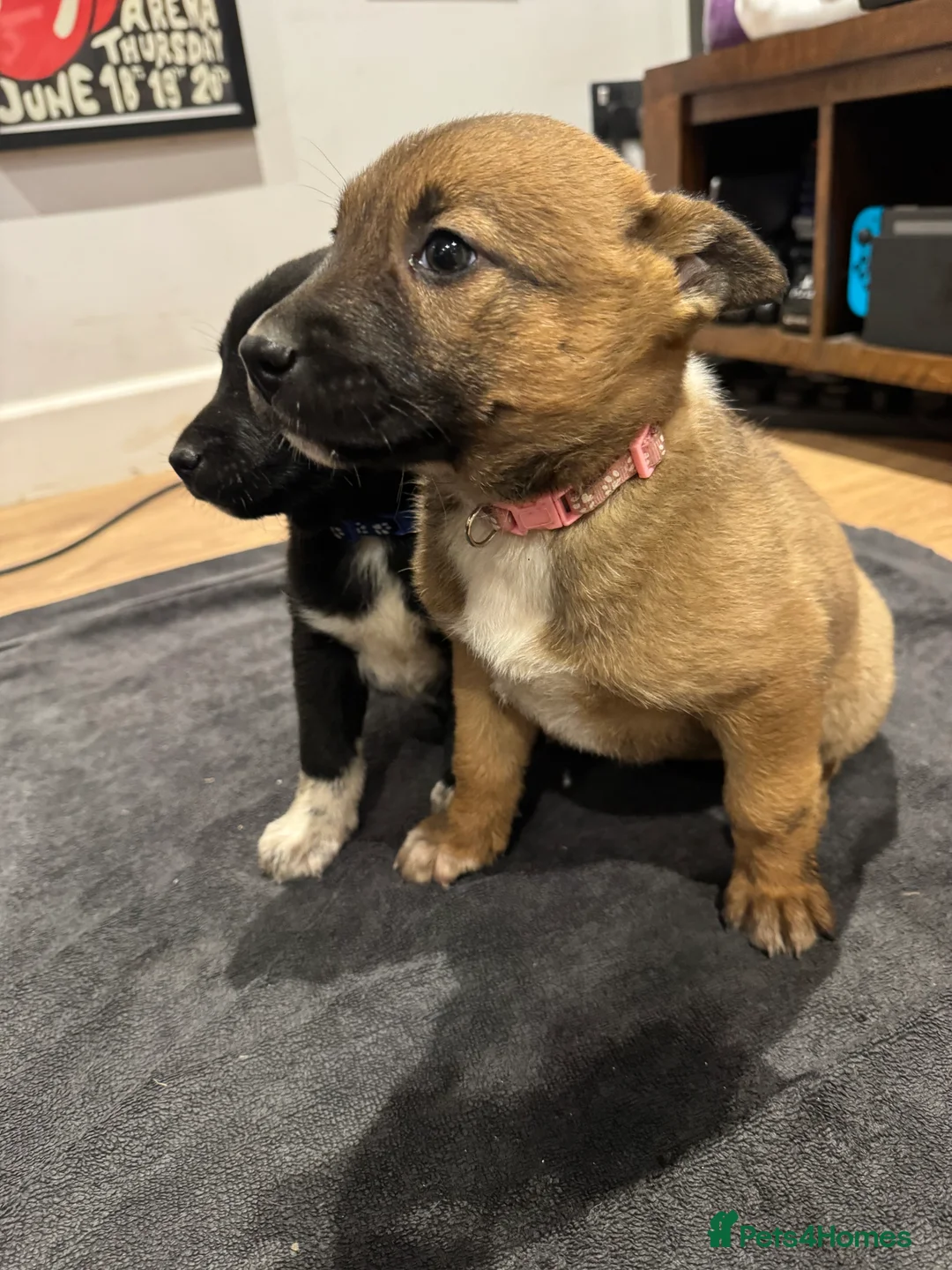 Mixed Breed dogs for sale: READY NOW Border Collie x Belgian Malinois Pups - Advert 9