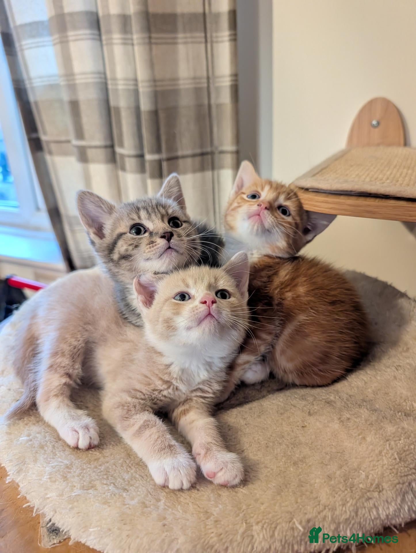 Mixed Breed cats Gorgeous kittens looking for forever homes - Advert 6