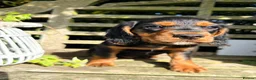 Cocker Spaniel dogs for sale: Last boy 🖤 KC Cocker Spaniel - puppy culture - Advert 6