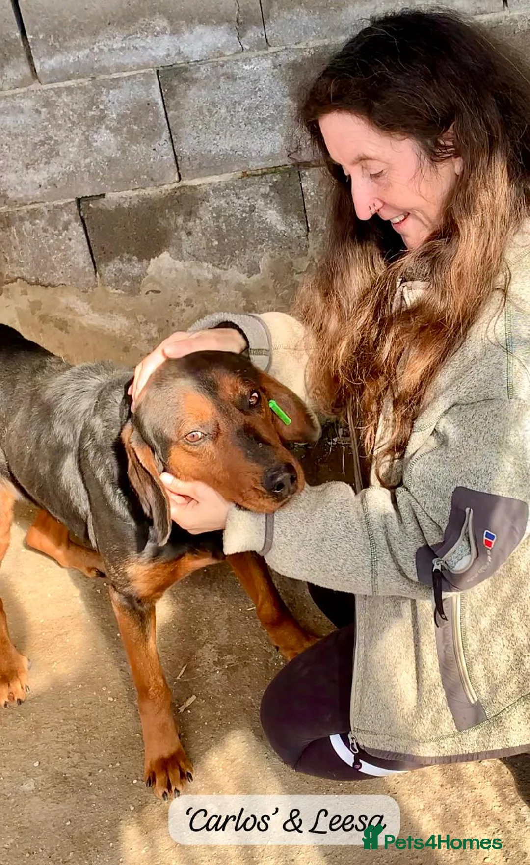 Mixed Breed dogs for adoption: Carlos, 7-8 years old. Available for adoption. - Advert 2