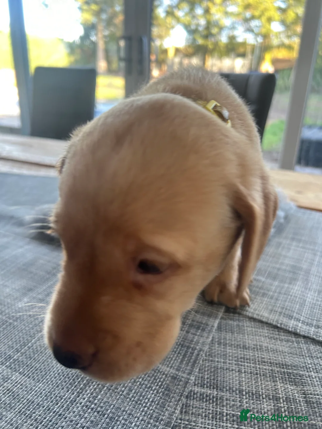 Labrador Retriever dogs for sale: KC Registered labs for sale  - Advert 9