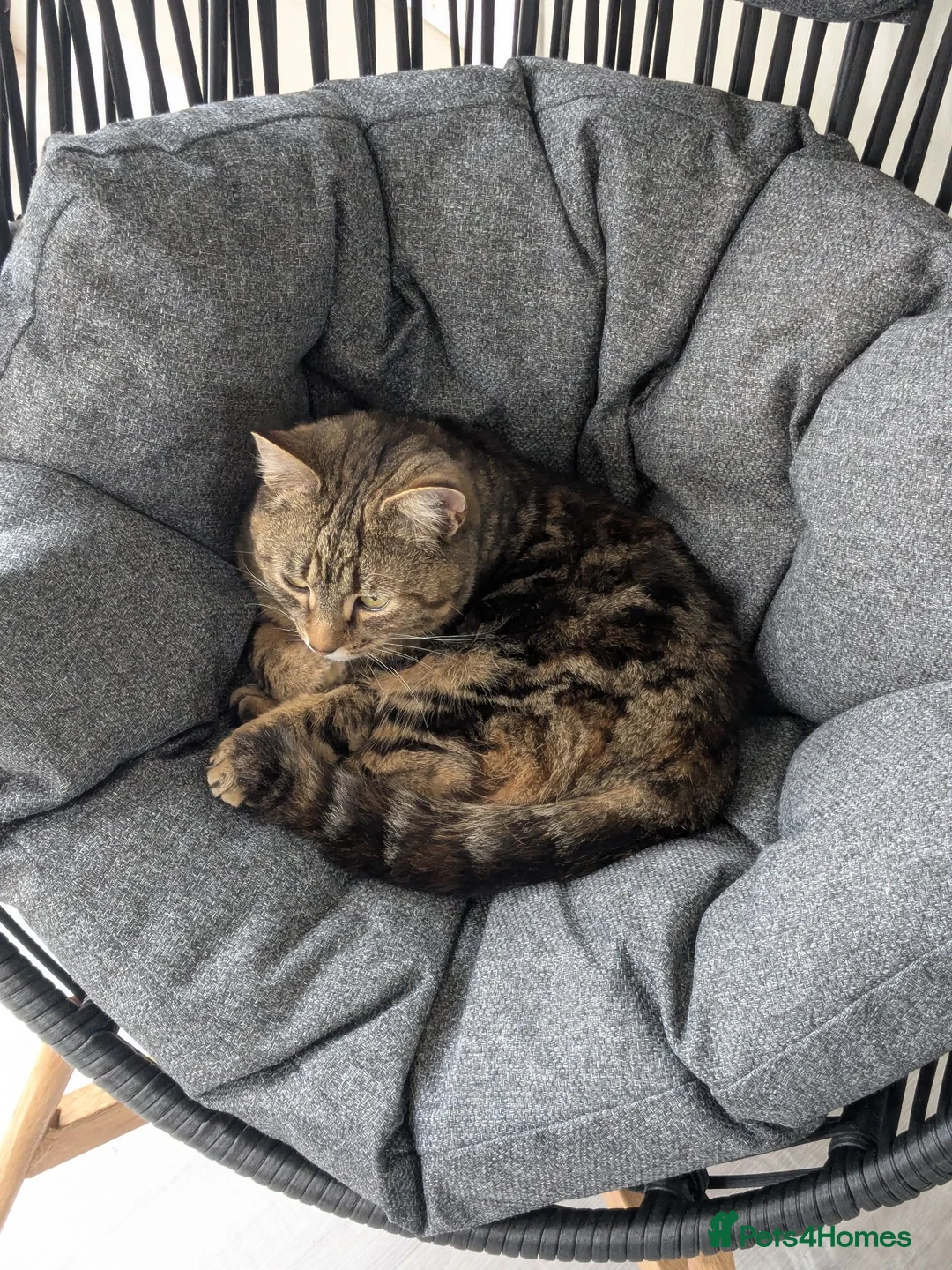 Bengal cats for sale: 2 YEAR OLD FEMALE TABBY CAT FOR SALE - Advert 2