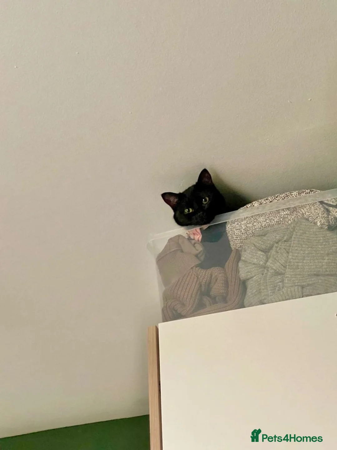 Mixed Breed cats for sale: Rehoming Gemi - Advert 6