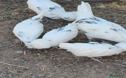 Chickens poultry for sale: Polish Blue Splash chickens - Image 3
