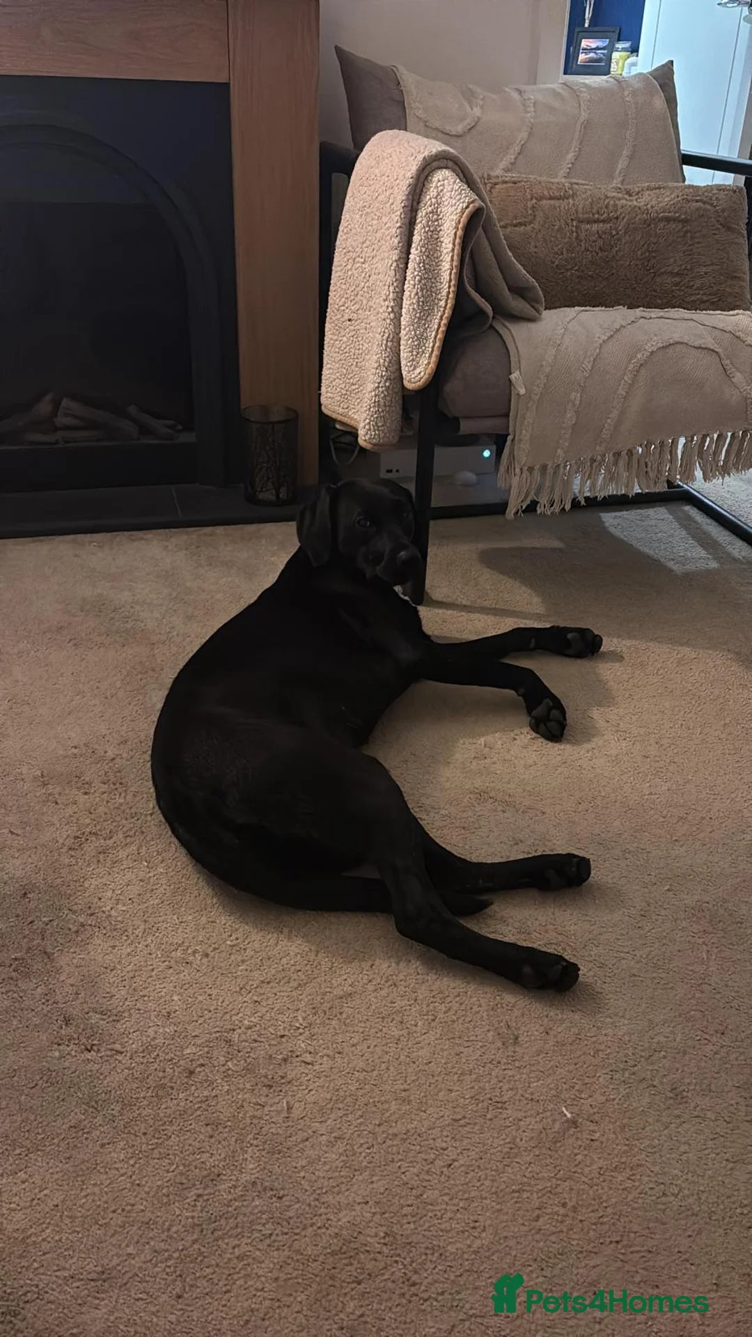Labrador Retriever dogs for sale: Female Labrador retriever  - Advert 5