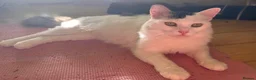 Mixed Breed cats for adoption: Leo and Spike - gentle giants need a cuddly home - Advert 8