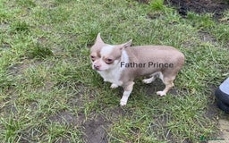 Chihuahua dogs for sale: Chihuahua Puppies For Sale - Advert 17