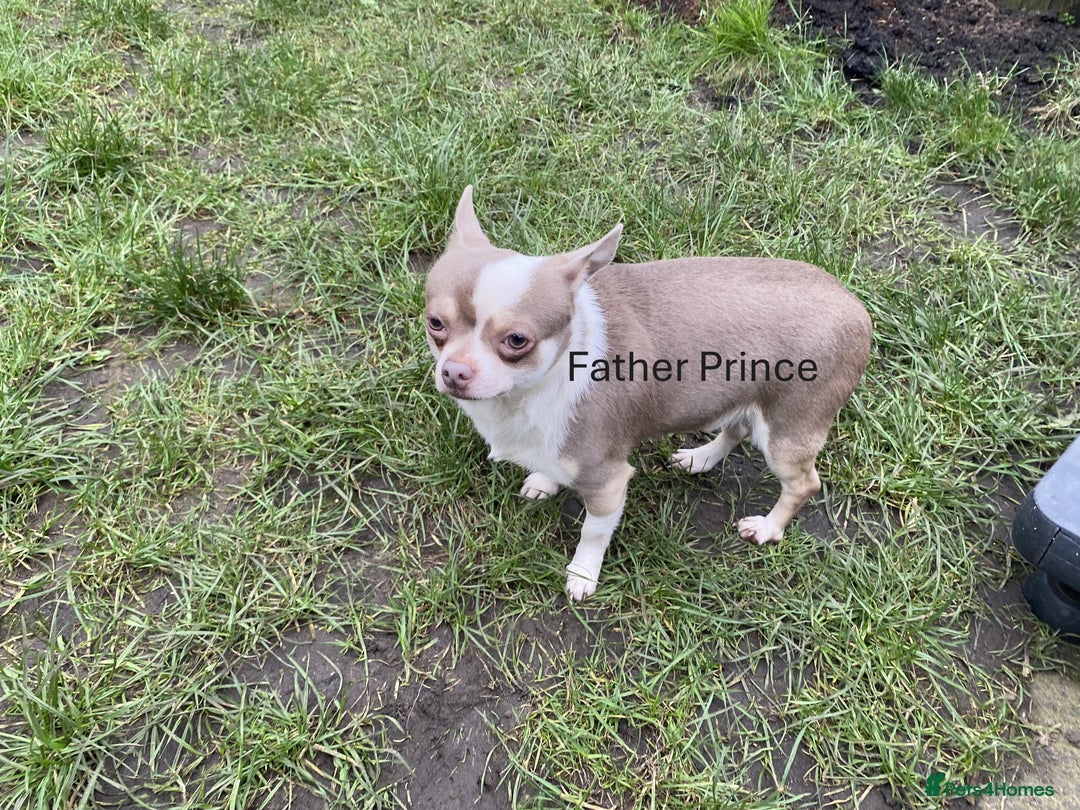 Chihuahua dogs for sale: Chihuahua Puppies For Sale - Advert 17
