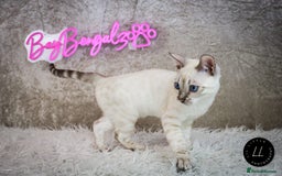 Bengal cats for sale: Stunning Silver Lynx Bengal kitten Ready Now  - Image 8
