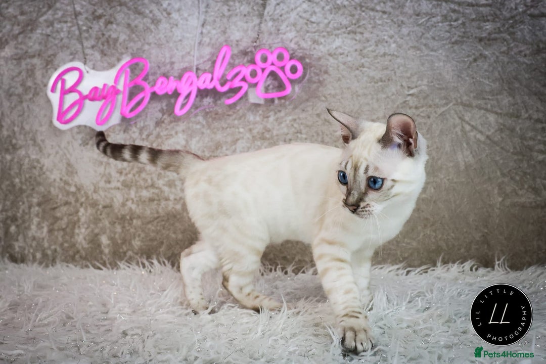 Bengal cats for sale: Stunning Silver Lynx Bengal kitten Ready Now  - Image 8