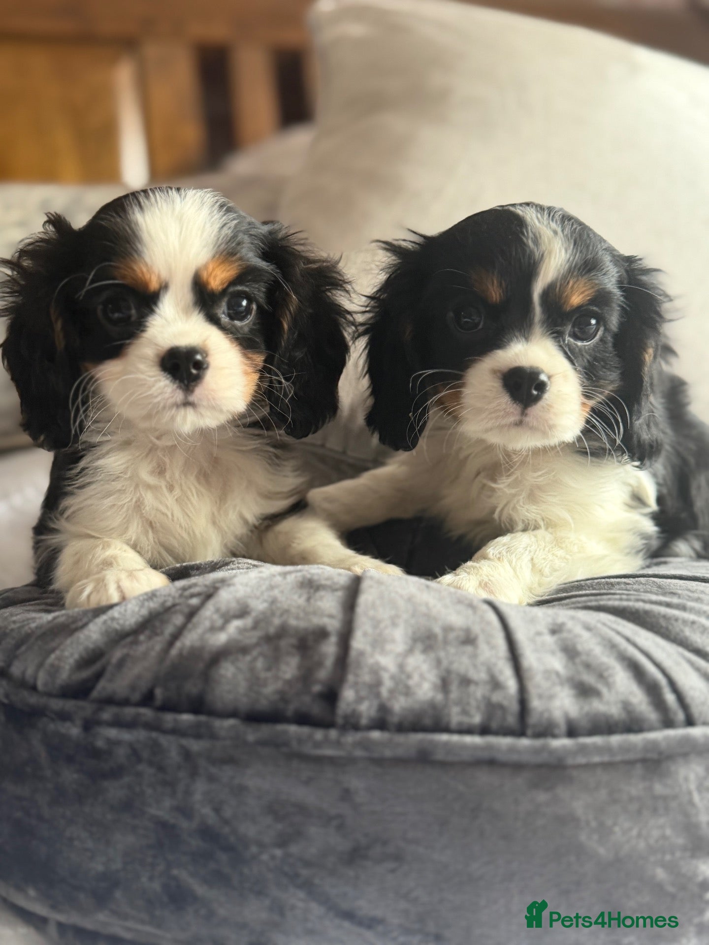 Cavalier King Charles Spaniel dogs Cavalier Puls  - Advert 3