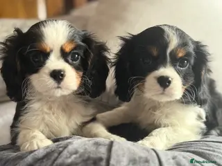 Cavalier King Charles Spaniel dogs Cavalier Pups Health Tested - Advert 2