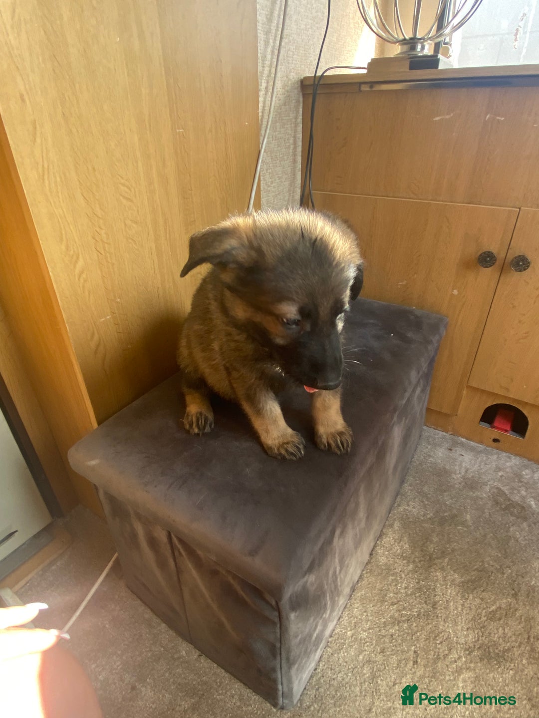 German Shepherd dogs for sale: German shepherd  - Image 11