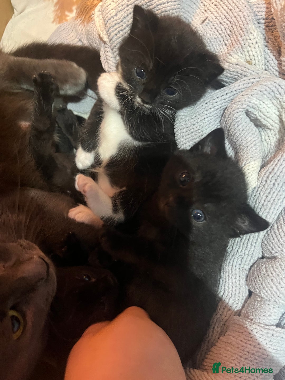 Mixed Breed cats for sale: Kittens for sale/ NO TIME WAISTERS! - Advert 5