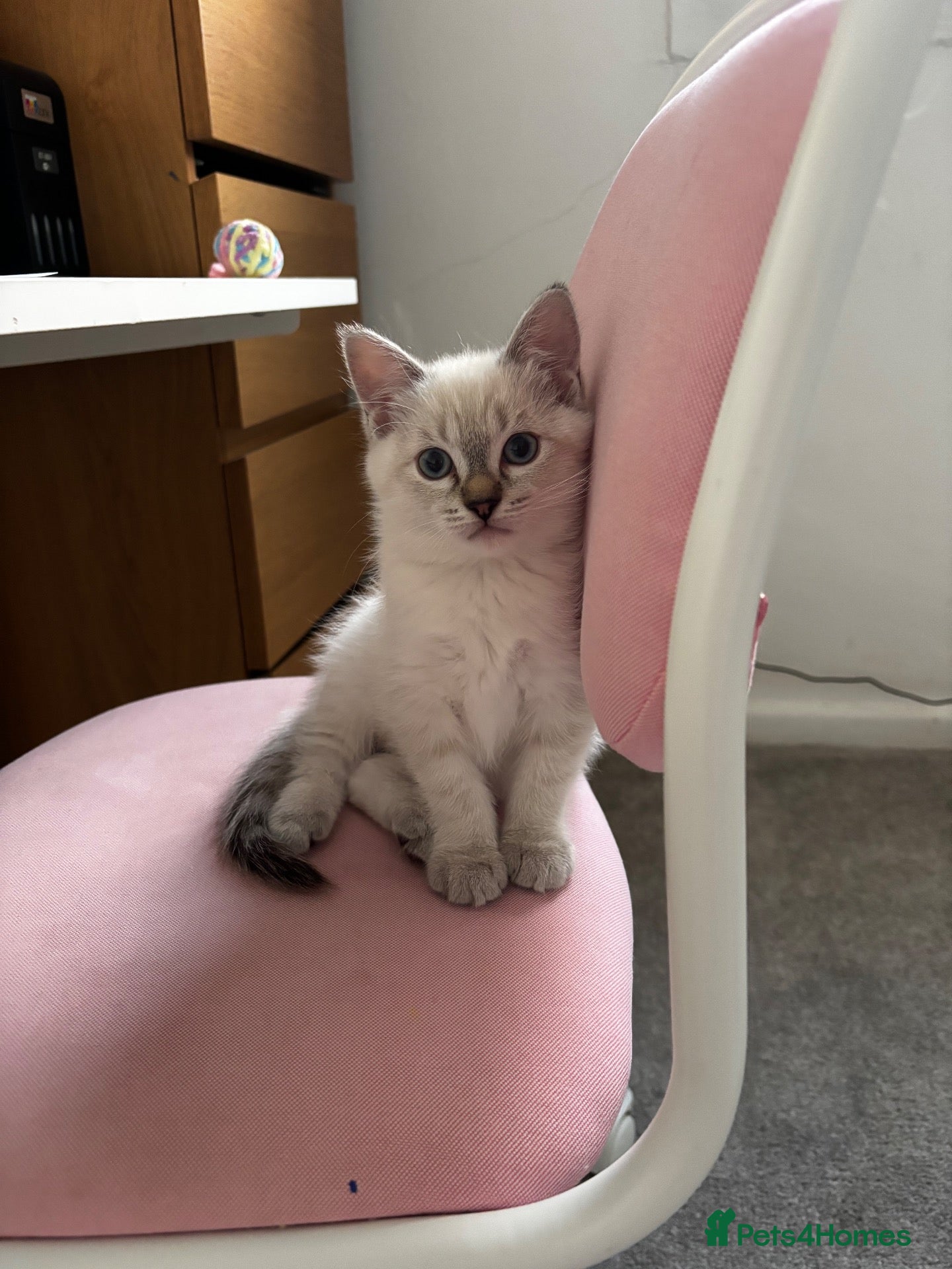 Ragdoll cats Ragdoll girl for sale x  - Advert 3
