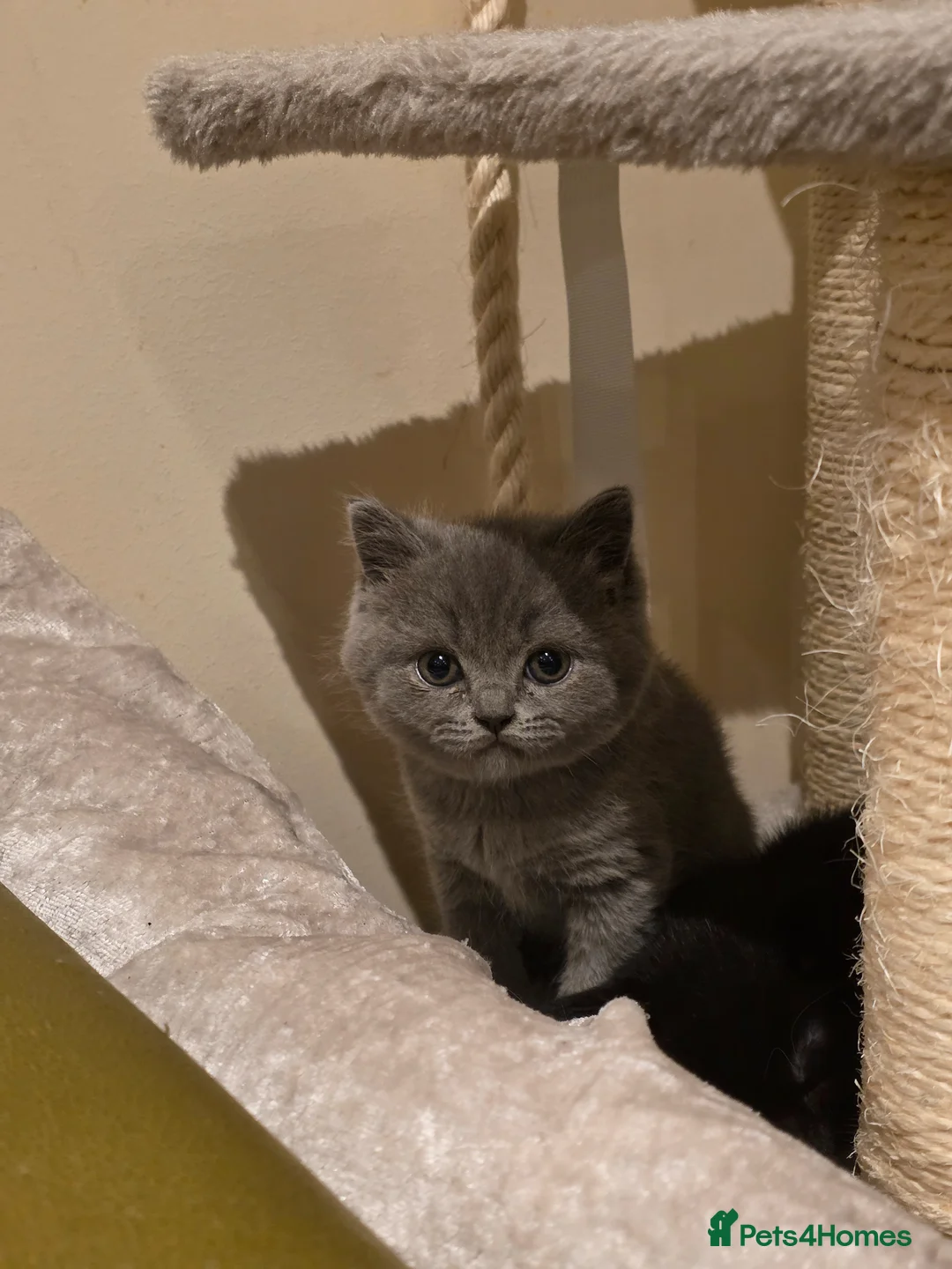 British Shorthair cats for sale: Beautiful girl British Shorthair  - Advert 1