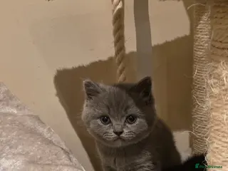 British Shorthair cats Beautiful girl British Shorthair - Advert 1