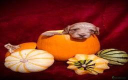 Miniature Poodle dogs for stud: Miniature Poodle Stud  - Image 8