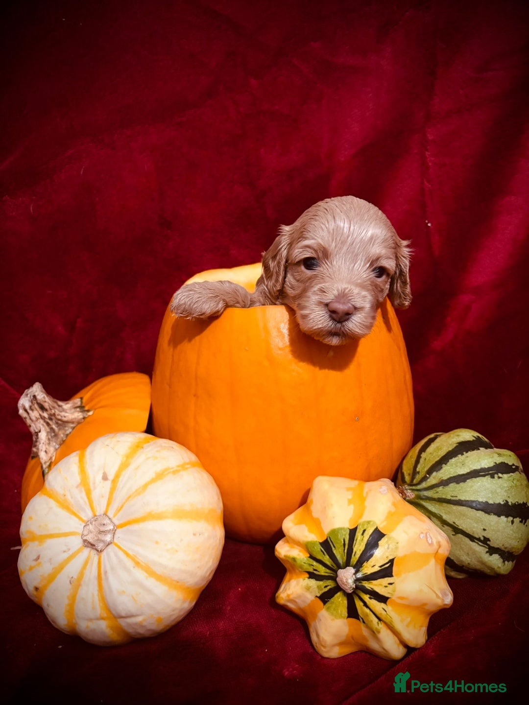 Miniature Poodle dogs for stud: Miniature Poodle Stud  - Image 8