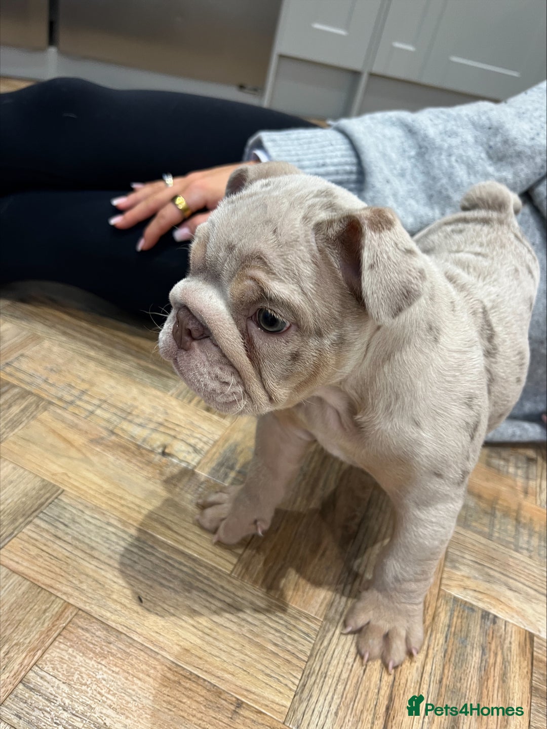 English Bulldog dogs for sale: Beautiful Female Merle English Bulldog Puppy - Advert 7