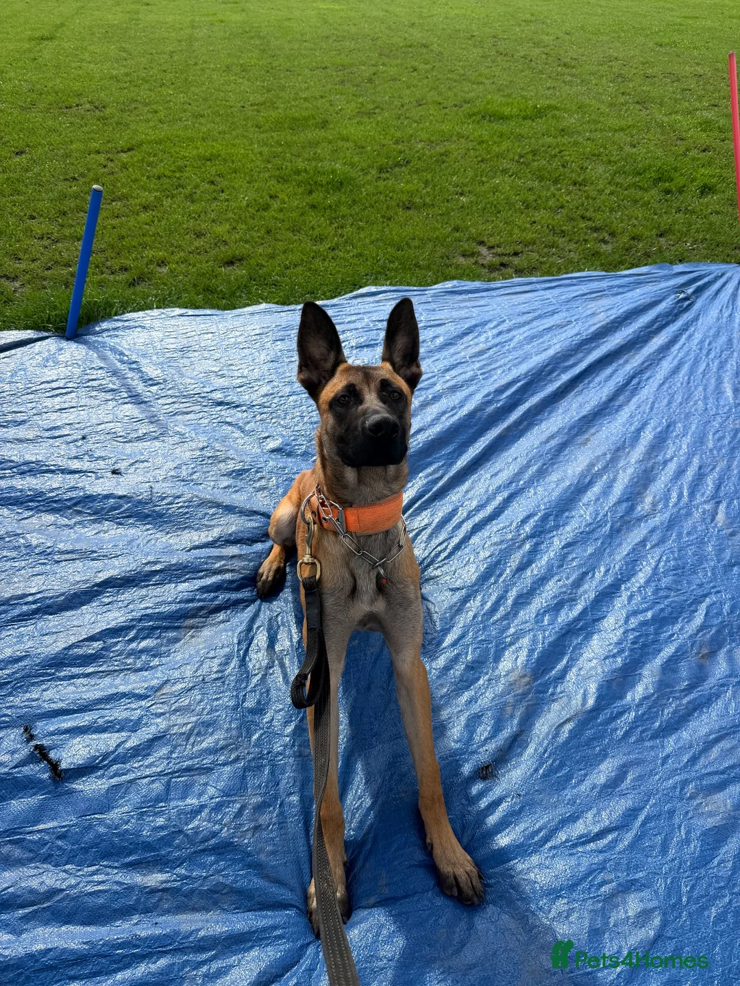 Belgian Shepherd Dog dogs for sale: Enzo- Mali - Advert 2