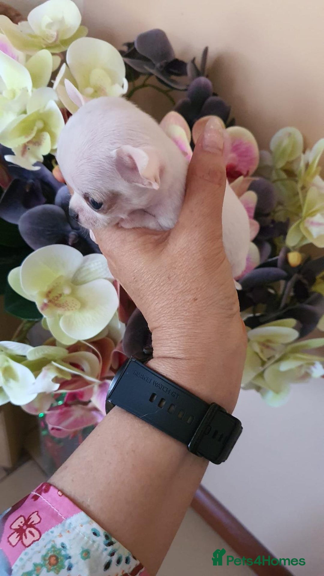 Chihuahua dogs for sale: Adorable 🐶🥰 Mini Girl Available  - Image 15
