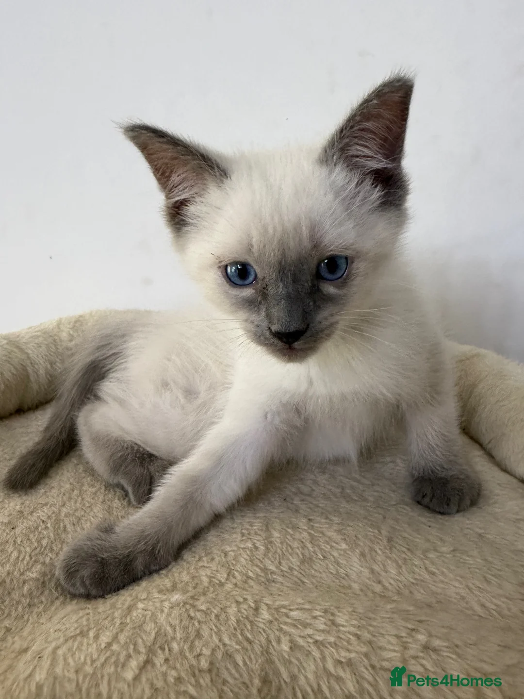 Ragdoll cats for sale: Adorable and friendly Ragdoll Kittens - Advert 9