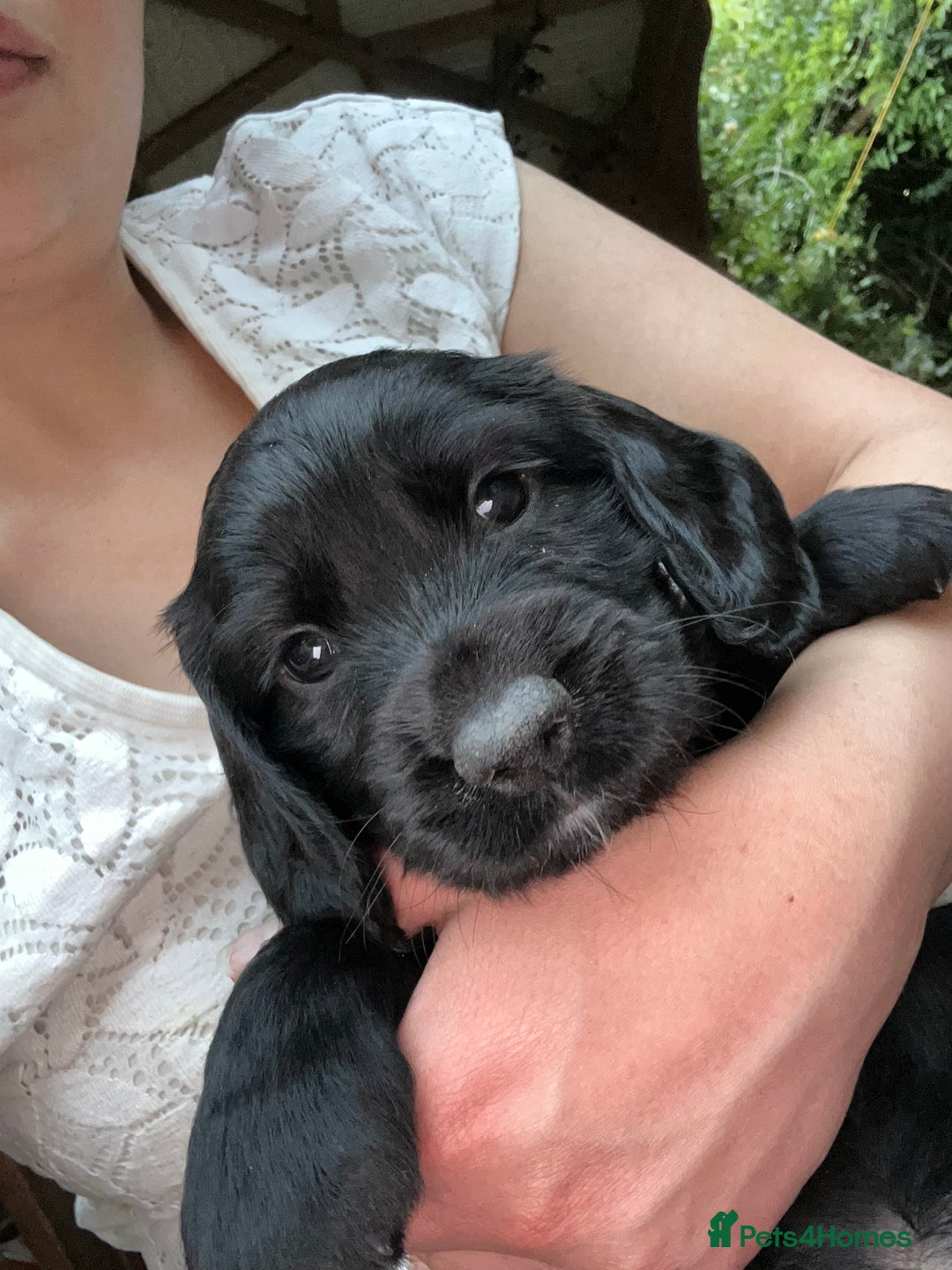 Sprocker dogs for sale: 🐾Beautiful Spaniel looking for a loving home.  in London - Image 27