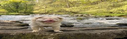 French Bulldog dogs for stud: Fluffy French bulldog for stud!  - Advert 5