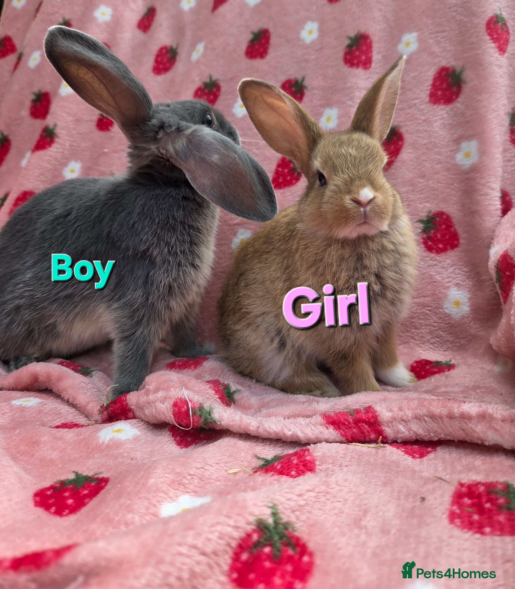 Mini Lop rabbits Very Tame 9wk & 8wk plush mini lop 1 boy 1 girl - Advert 1