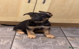 German Shepherd dogs for sale: German Shepherd Puppies  - Image 4