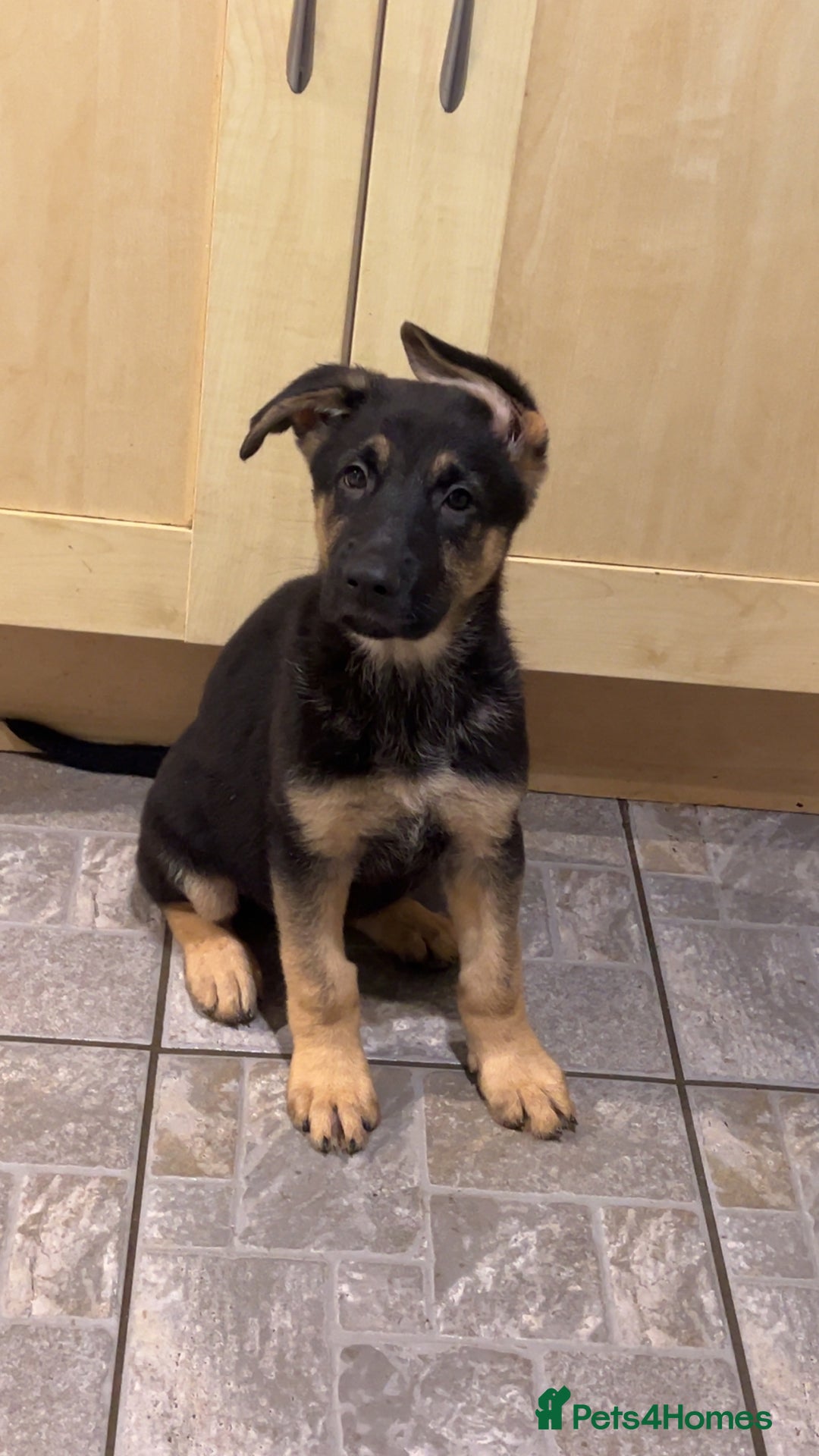 German Shepherd dogs for sale: German Shepherd Puppies  - Image 4