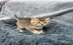 British Shorthair cats for stud: Golden British Shorthair Stud NY12 TICA Proven in London - Image 11