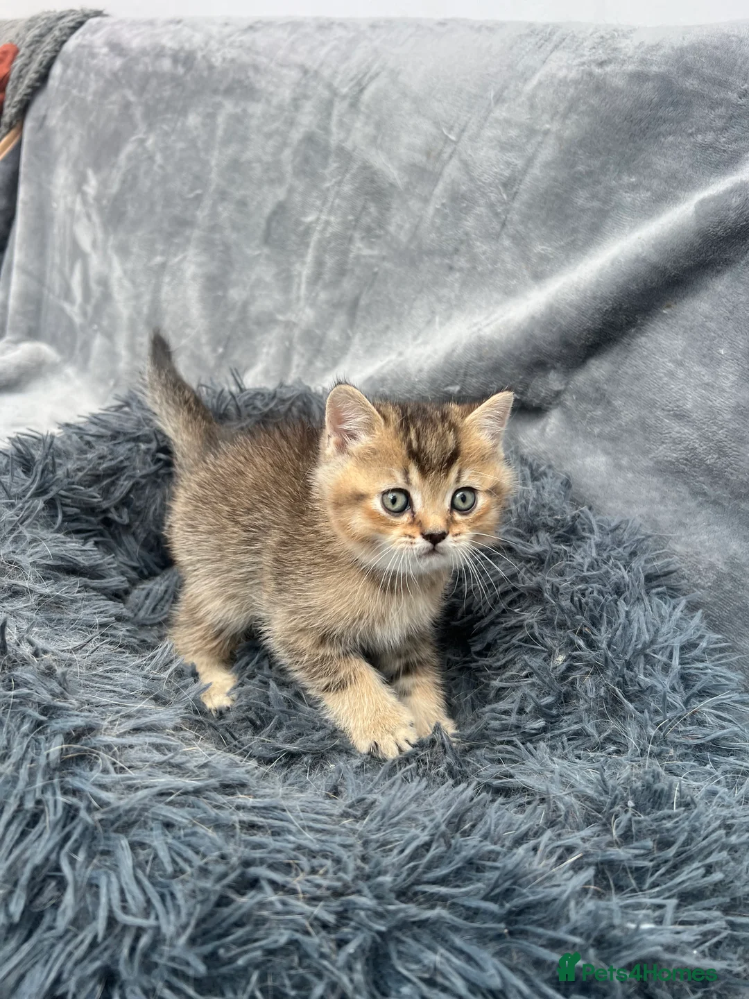 British Shorthair cats for stud: Golden British Shorthair Stud NY12 TICA Proven in London - Advert 11