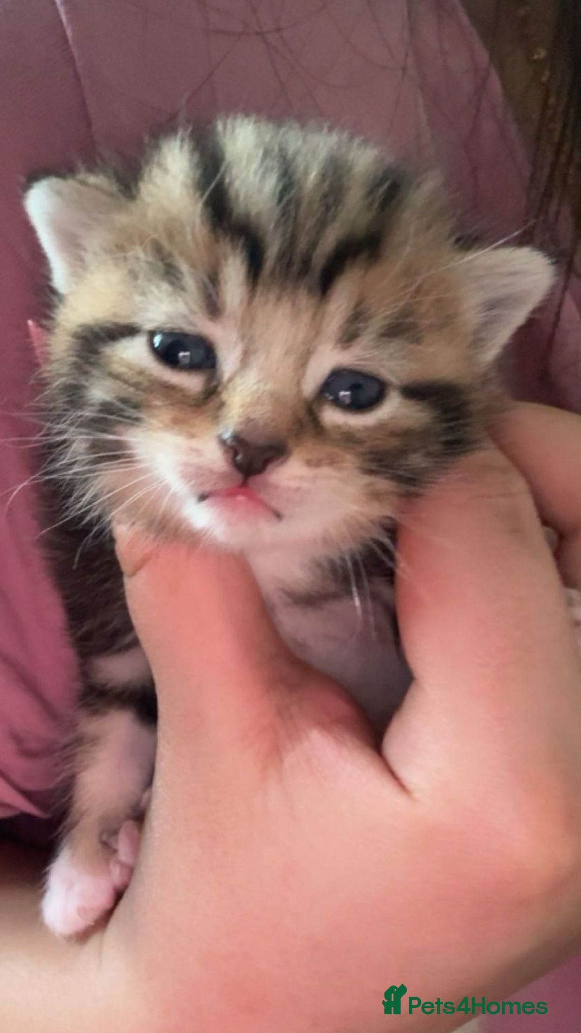 Mixed Breed cats Cute kittens for sale - Advert 2