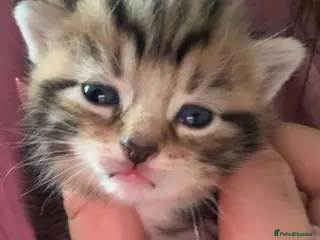 Mixed Breed cats Cute kittens for sale - Advert 2